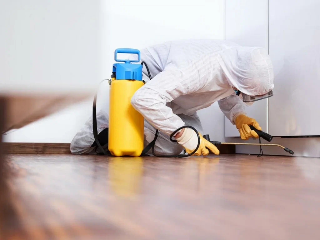 Servicii Dezinsectie Constanta